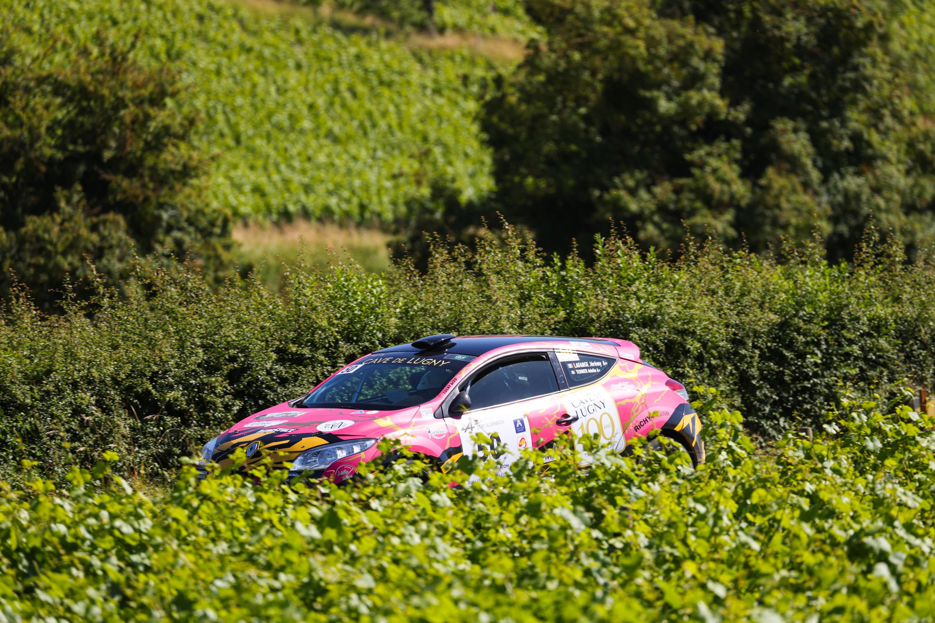 Alpine dans les vignes soleil